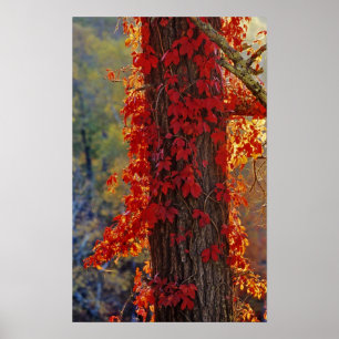 Poster Virginia Creeper rouge vif en automne à