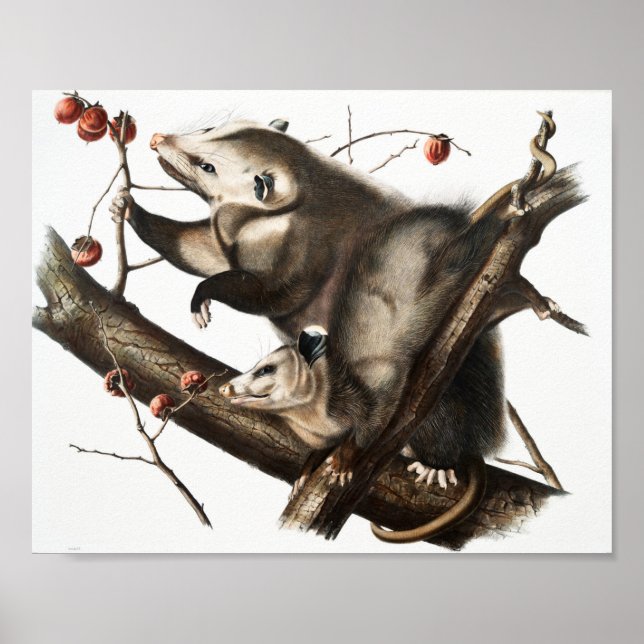 Poster Virginian Opossum Didelphis Virginia Illustration (Devant)