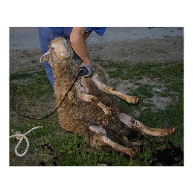 Poster Vis du mouton (Devant)