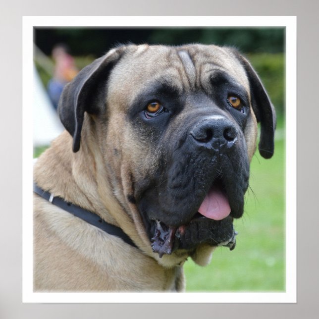 Poster Visage Bullmastiff (Devant)