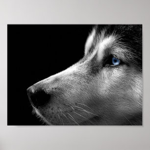 Poster Visage de chien de traîneau sibérien