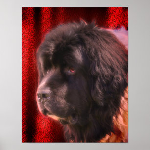 Poster Visage de chien noir et blanc de Terre-Neuve