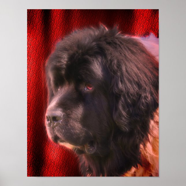 Poster Visage de chien noir et blanc de Terre-Neuve (Devant)