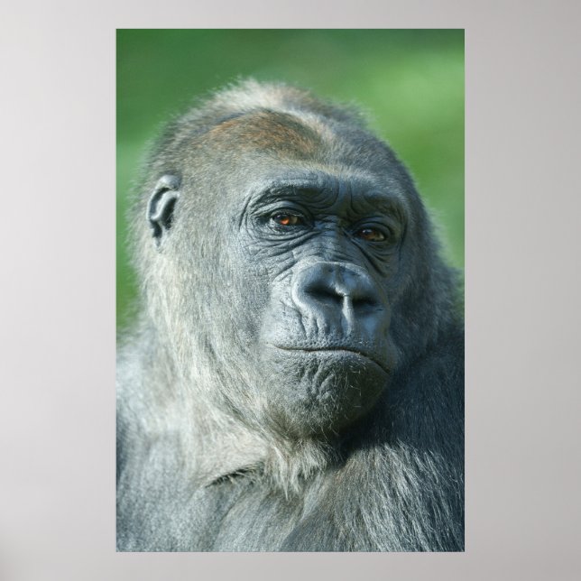 Poster Visage de Gorilla (Devant)