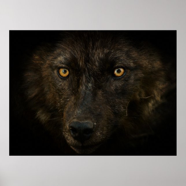 Poster Visage de minuit - Loup noir faune sauvage (Devant)