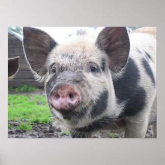 Poster Visage de porc