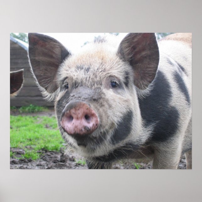 Poster Visage de porc (Devant)