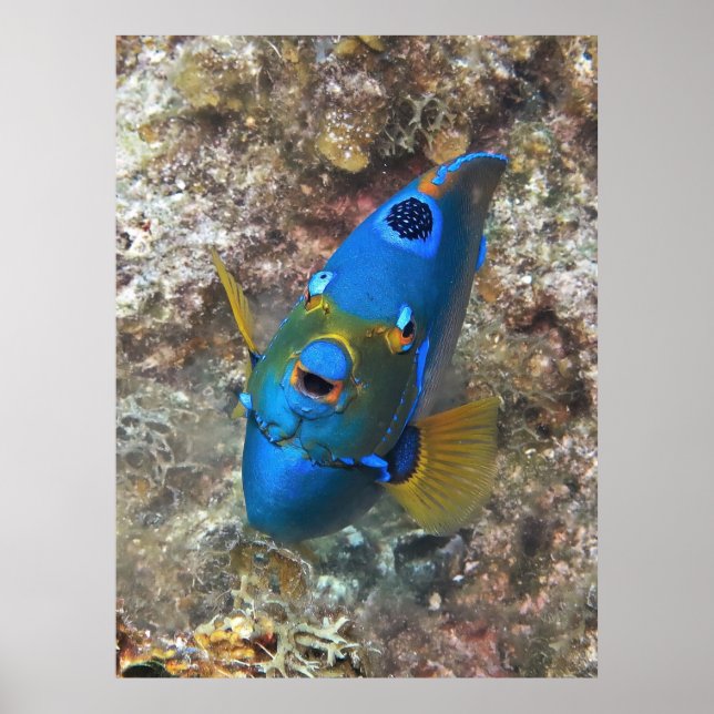 Poster Visage d'un ange (Devant)