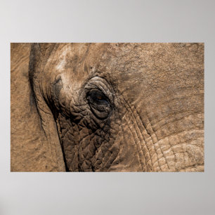 Poster Visage d'un éléphant