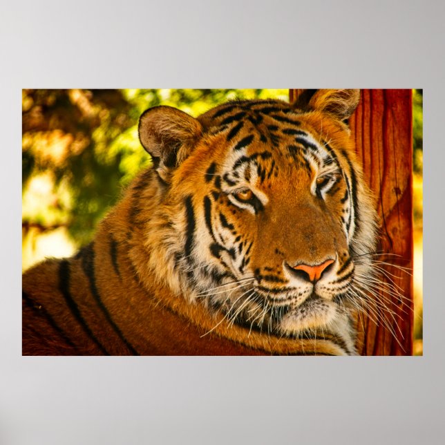 Poster Visage majestueux (Devant)