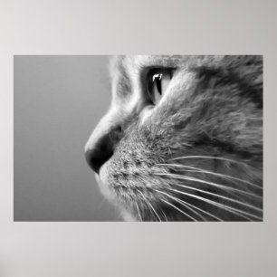 Poster visage mignon de chat