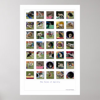 Poster Visages de l'agilité - Cocker Spaniel Edition
