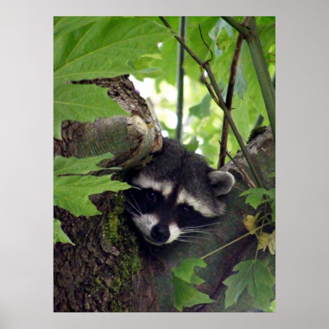 Poster Visiteur (Devant)