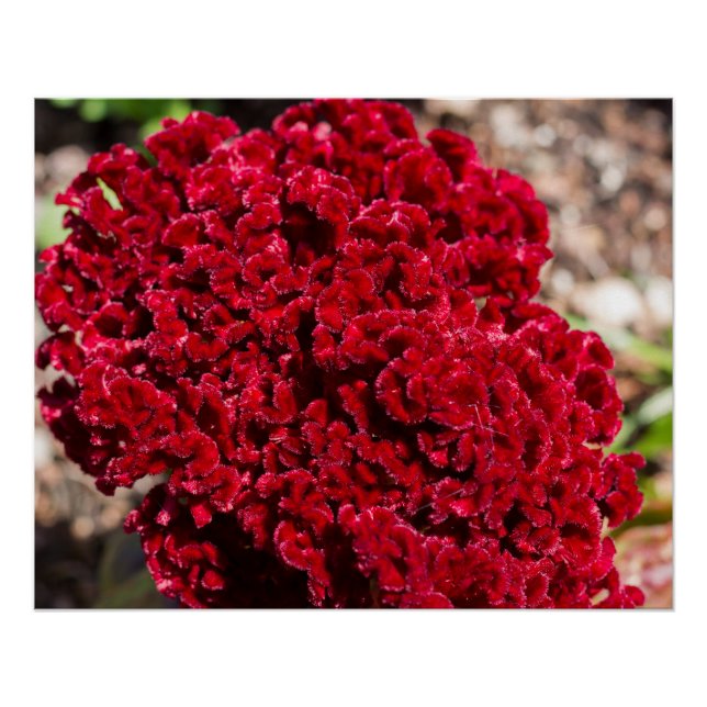 Poster Vivid Rouge Celosia Imprimer (Devant)