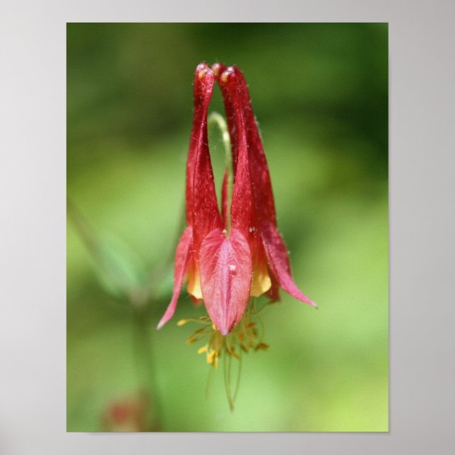 Poster Vivid Rouge Fleur de Columbine sauvage (Devant)