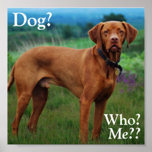 Poster Vizsla - Chien ?, Qui ?, Moi ? ?