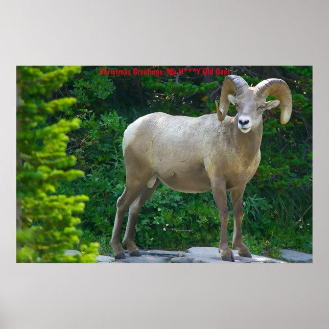 Poster voeux de Noël Ma chèvre miel (Devant)