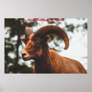 Poster voeux de Noël Ma chèvre miel