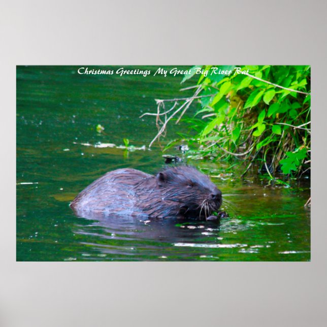 Poster voeux de Noël Mon Rat de rivière (Devant)