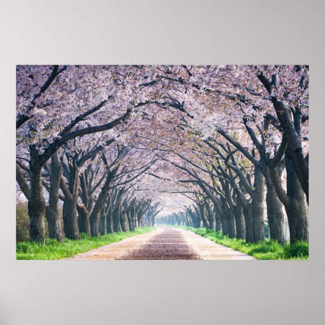 Poster Voie Cherry Blossom (Devant)
