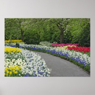 Poster Voie de trottoir à travers tulipes et jonquilles,
