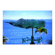 Voie météo de baleine à bosse