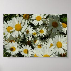 Poster Voir la marguerite