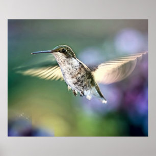 Poster Vol de colibri