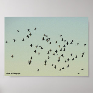 Poster Vol des Pigeons