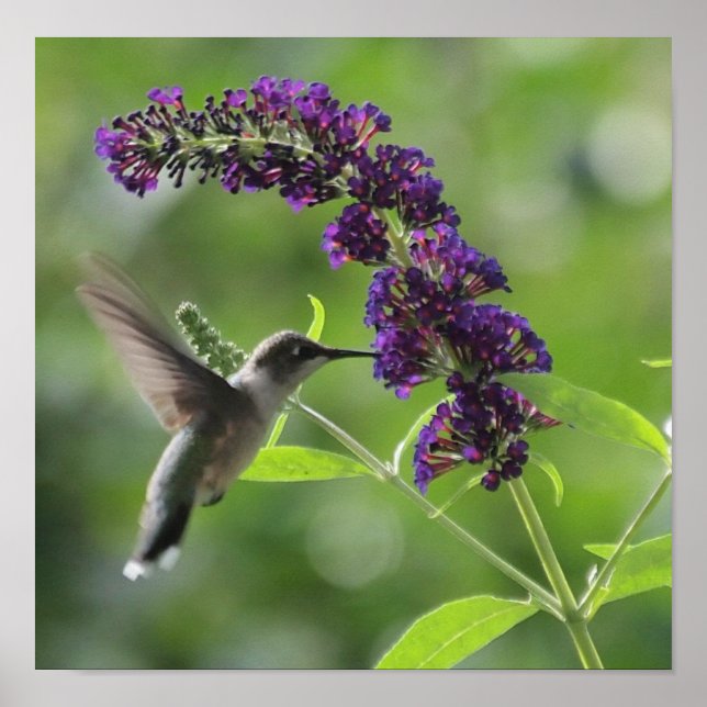 Poster Vol gracieux : Gros Colibri (Devant)