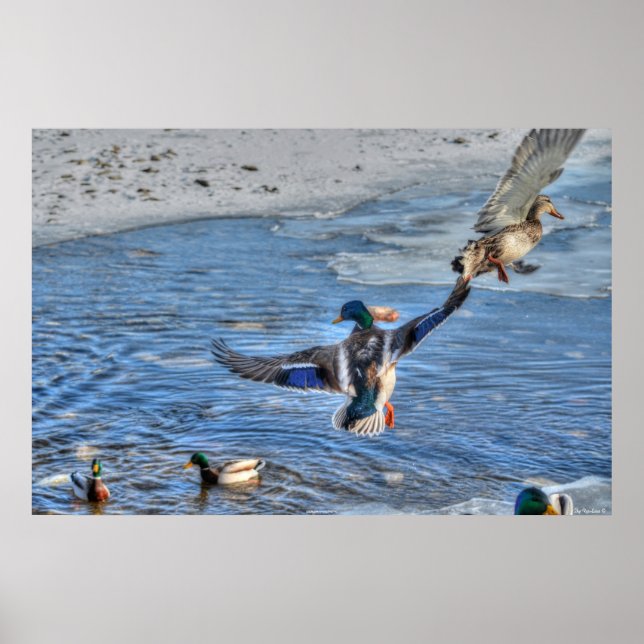 Poster Vol Mallard Duck & Drake Wildlife Photo (Devant)