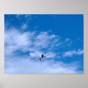 Poster Vol Seagull