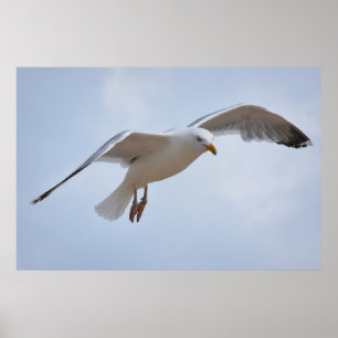 Poster Vol Seagull