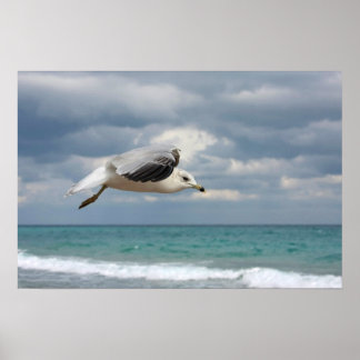 Poster Vol Seagull