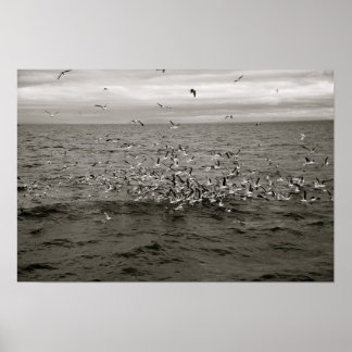 Poster Volaille islandaise d'oiseaux