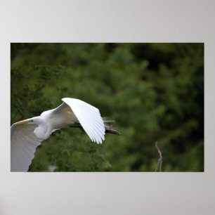 Poster volant d'Aigrettes