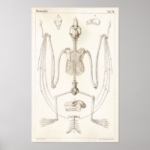 Poster Volant Fox chauve squelette Anatomie vétérinaire I