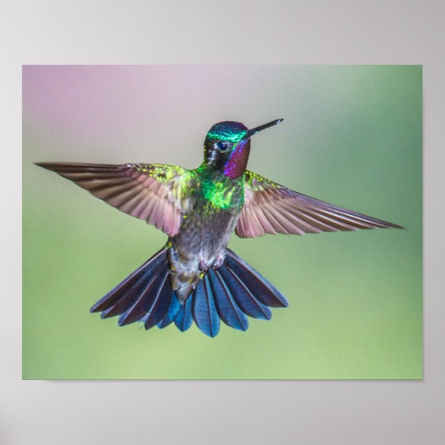 Poster Voler Colibri violet, vert et bleu (Devant)