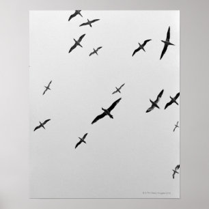Poster Voler d'oiseaux