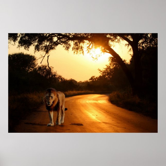 Poster von Löwen auf dem Weg in Afrika (Vorne)