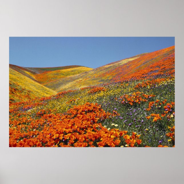 Poster von Poppies aus Kalifornien AB 8,99 (Vorne)
