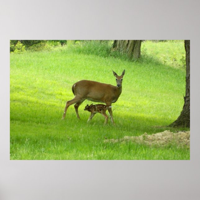 Poster von WhiteTail Deer (Doe and Fawn) (Vorne)