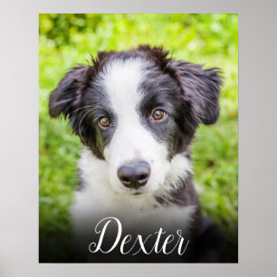 Poster Votre photo d'animal préférée