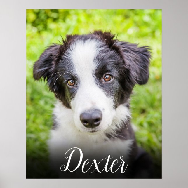 Poster Votre photo d'animal préférée (Devant)