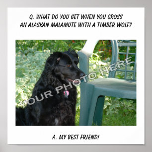 Poster Votre Photo Ici ! Meilleur Ami Alaskan Malamute Mi