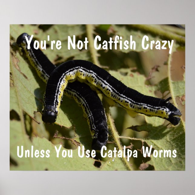 Poster Vous n'êtes pas Catfish Crazy Catalpa Worms (Devant)