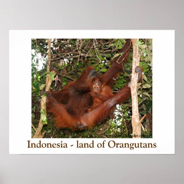 Poster Voyager au pays des Orangutans (Devant)