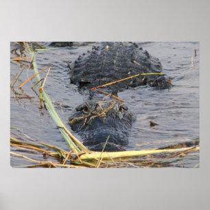 Poster Voyez-vous ensuite Alligator