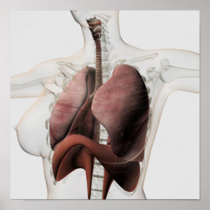 Poster vue 3D de l'appareil respiratoire femelle 3