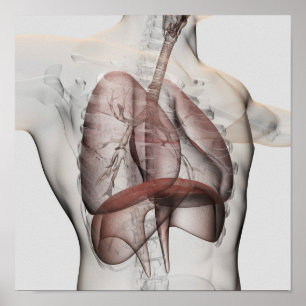 Poster vue 3D de l'appareil respiratoire masculin